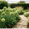 DFTKMJSY Raro Allium gigante - Perfetto per vasi da patio e composizioni in vaso; richiede poca manutenzione ed è di facile gestione-4 PCS-C