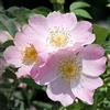 le Georgiche Vivai le Georgiche - Pianta vera di Rosa Canina - vaso Ø 18 cm