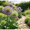 DFTKMJSY Raro Allium gigante - Perfetto per vasi da patio e composizioni in vaso; richiede poca manutenzione ed è di facile gestione-6 PCS-D