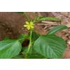 Generic 80 graines de JUTE ROUGE (Corchoru s Olitorius) MOLO KHIA H843 EGYPTIAN SPINACH SEED