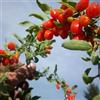 le Georgiche Vivai le Georgiche - Pianta vera di Goji rosso Lycium barbarum, Lycium halimifolium Bacche di Goji, Goji Berry - vaso Ø 13 cm - altezza alla vendita 20-30 cm