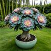 IFGFJR Rosa del Deserto Rara/Perenne Resistente/Rizoma di Rosa del Deserto/Rara/Bassa Manutenzione/Decorazione d'Interni-4bulbi-H