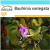 SAFLAX - Confezione regalo - Albero delle orchidee - 8 semi - Bauhinia variegata