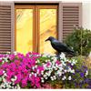 JACKANNA Spaventapasseri, corvi, repellenti per piccioni e uccelli, per balcone, corvo in polietilene, spaventapasseri, spaventapasseri, balcone e giardino