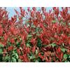 Vivaio di Castelletto Photinia x Fraseri Red Robin Photinia Compatta da siepe in vaso 2 litri h. 40/60 cm Vivaio di Castelletto