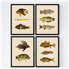 Nacnic Set 4 fogli di pesce effetto vintage colorati. Baltico. Composizione di 11 pesci diversi in formato A3, sfondo vecchia carta per manifesti di carta vintage 250