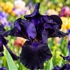 VIRIDIMANIA Rizomi di Iris | Esclusiva selezione dai migliori produttori Olandesi | Controllo Qualità | Fioritura garantita. (3 Rizomi di Iris germanica NIGHT OWL)