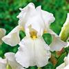 VIRIDIMANIA Rizomi di Iris | Esclusiva selezione dai migliori produttori Olandesi | Controllo Qualità | Fioritura garantita. (3 Rizomi di Iris germanica SKATING PARTY)