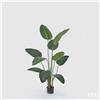 Enzo De Gasperi EDG Enzo De Gasperi pianta con vaso Strelitzia Chic h150 cm