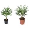 Gardenzo 1 Pianta Di Trachycarpus Fortunei Media