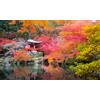Acer Set Di 4 Aceri Giapponesi: Acer Palmatum "orange Dream