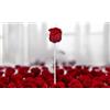 SC Crystal Rosa Eterna: Argento