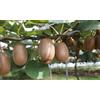 OH2 3 Piante Di Kiwi Actinidia Deliciosa Jenny