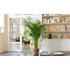 Dell 1 Pianta Di Palma Areca Dypsis Purificante Dell Aria
