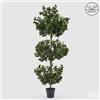 EDG Enzo De Gasperi Pianta Artificiale Agrifoglio H 188 Cm con Vaso - Anti UV Verde per Interno ed Esterno