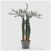 EDG Enzo De Gasperi Cactus Cereus Succ. con Vaso Artificiale H 80 Cm Green