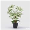 EDG Enzo De Gasperi Caladium Variegato con Vaso Artificiale H 47 Cm Green