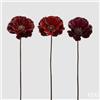 EDG Enzo De Gasperi Papavero Glossy Ramo Ass. H 70 Cm Red Mix 1 Pz