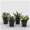 EDG Enzo De Gasperi Pianta West con Vaso H 29 Cm Verde 1 Pz