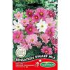 Germisem Sensation Dwarf Mix Semi di Cosmos 1 g