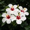 FNOIHMN granello di Ibisco- perenne resistente，Hibiscus rosa-sinensis