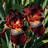 UIYERWC Iris - Perenni Resistenti, Effetto scenografico eccellente, Naturali e biologiche, Adatte ai giardini all'aperto-4Rizomi-E