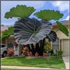 IEFDFRHY Rara e imponente Orecchia di elefante - perfetta per piantagioni vicino a specchi d'acqua o per abbellire piccoli cortili; crescita vigorosa-4 Elephant Ear-E