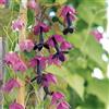 Generic Nouvelle maison jardin plante Rhodochiton Atrosanguineus viola cloche vigne grimpeur remorque graines de fleurs - 10 pz/lotto