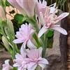 Generic tuberosa crescita naturale facile coltivare decorazione eccellente 7bulbi