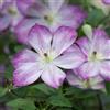le Georgiche Vivai le Georgiche - Pianta vera di Clematis Pernille Clematide 'Zo09113' Clematide - vaso Ø 17 cm - altezza alla vendita 60-80 cm