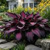 UVJGNDF Raro Hosta, Perenne, Resistente - Giardini e Balconi, Adatto per uso interno ed esterno-4bulbi-I