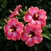 FNOIHMN granello di Ibisco- perenne resistente，Hibiscus rosa-sinensis