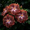 FNOIHMN granello di Ibisco- perenne resistente，Hibiscus rosa-sinensis