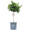 Vannucci Piante - Ligustrum texanum, Pianta vera in vaso, Mini alberetto, Pianta formata, Pianta da terrazzo