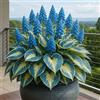UVJGNDF Raro Hosta, Perenne, Resistente - Giardini e Balconi, Adatto per uso interno ed esterno-4bulbi-E