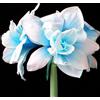 KMIODS Rizoma Di Amaryllis, Resistenti Al Freddo E Alla Siccità, Facile Da Coltivare, Adatto A Primavera E Autunno-1 rizoma-A