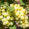 le Georgiche Vivai le Georgiche - Pianta vera di Uva da tavola bianca Fanny Vitis vinifera 'Fanny' - vaso Ø 18 cm - altezza alla vendita 140-160 cm
