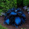 UVJGNDF Raro Hosta, Perenne, Resistente - Giardini e Balconi, Adatto per uso interno ed esterno-4bulbi-C