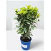 MODIPITRE Pianta di Alloro su vaso cm 18 h50 cm MODIPITRE