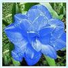 KMIODS Rizoma Di Amaryllis, Resistenti Al Freddo E Alla Siccità, Facile Da Coltivare, Adatto A Primavera E Autunno-1 rizoma-I