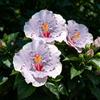 FNOIHMN granello di Ibisco- perenne resistente，Hibiscus rosa-sinensis
