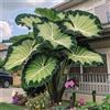 IEFDFRHY Rara e imponente Orecchia di elefante - perfetta per piantagioni vicino a specchi d'acqua o per abbellire piccoli cortili; crescita vigorosa-8 Elephant Ear-C