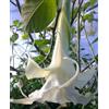Generic 3 talee - brugmansia (angels trumpet) * bianco doppio | brugmansia (angels trumpet)