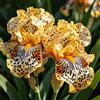 UIYERWC Iris - Perenni Resistenti, Effetto scenografico eccellente, Naturali e biologiche, Adatte ai giardini all'aperto-4Rizomi-D