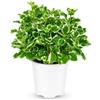 Febo Garden Plectranthus Coleoides Variegato, Verde con Margini Bianco-Crema, Altezza 25 cm, Vaso 14, Portamento Cespuglioso e Ricadente, Aromatico