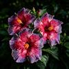 FNOIHMN granello di Ibisco- perenne resistente，Hibiscus rosa-sinensis