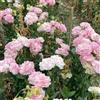 Generic lisianthus ornamentali terrazzo facile coltivare mantenere crescita 800semi