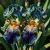 UIYERWC Iris - Perenni Resistenti, Effetto scenografico eccellente, Naturali e biologiche, Adatte ai giardini all'aperto-4Rizomi-F