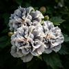 FNOIHMN granello di Ibisco- perenne resistente，Hibiscus rosa-sinensis