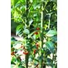 Generisch Ilex Meserveae - Agrifoglio Agrifoglio 40-60 cm